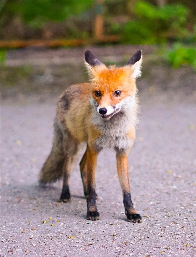 Лисенок у подножия г. Машук (Пятигорск), 10&nbsp;мая 2015&nbsp;18:26.